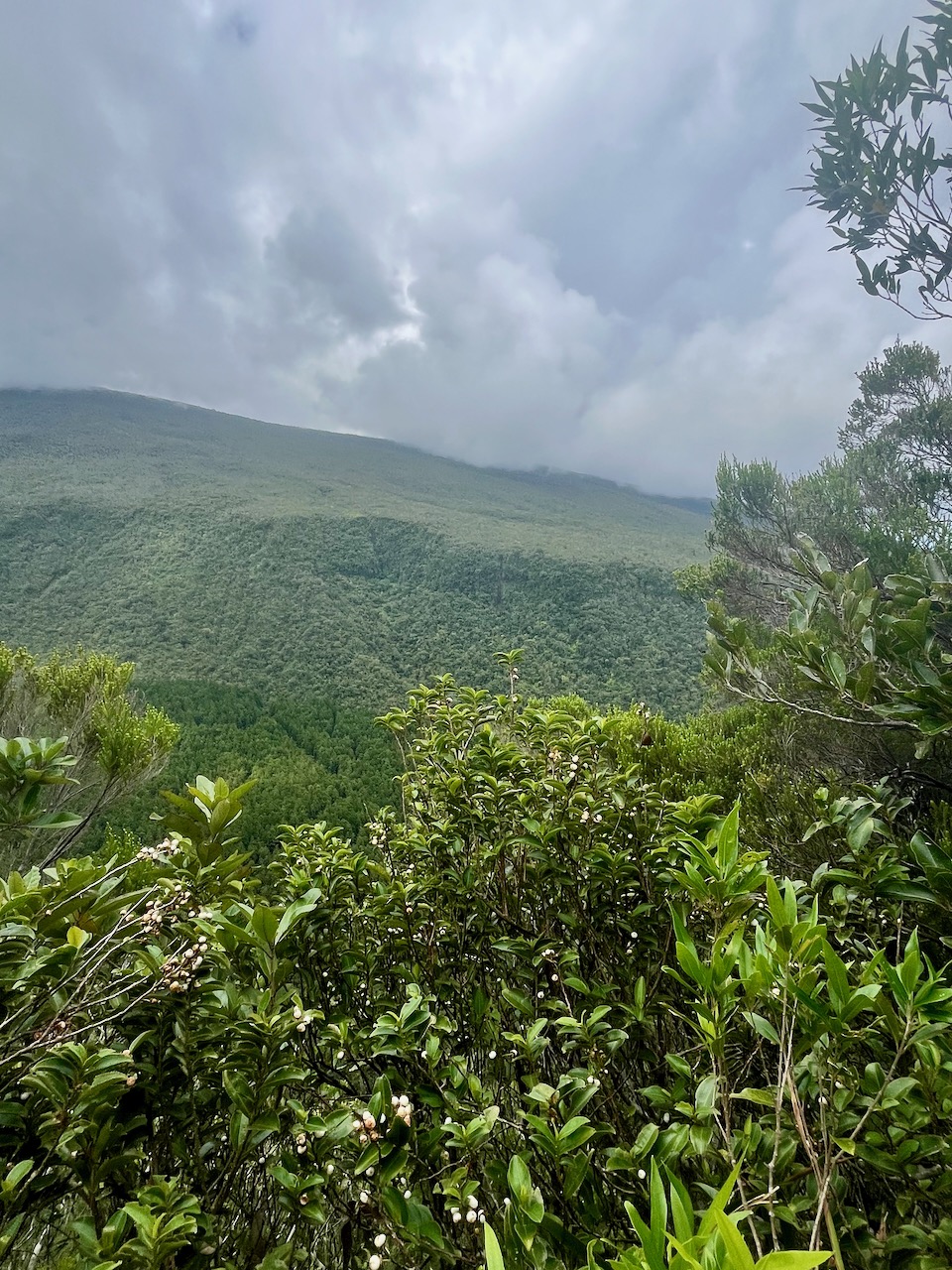 61.  La Vallée Heureuse est au bas du rempart derrière la végétation au premier plan. Sous les nuages de droite la forêt de Mare Longue..jpeg