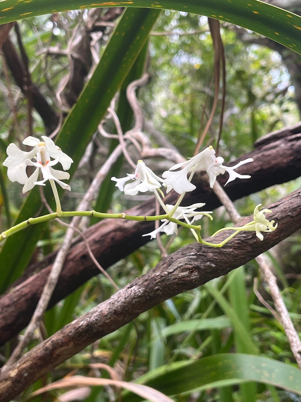 62. Fleurs - Cryptopus elatus - Liane camaron -  Orchidacée - I.jpeg