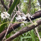 62. Fleurs - Cryptopus elatus - Liane camaron -  Orchidacée - I.jpeg