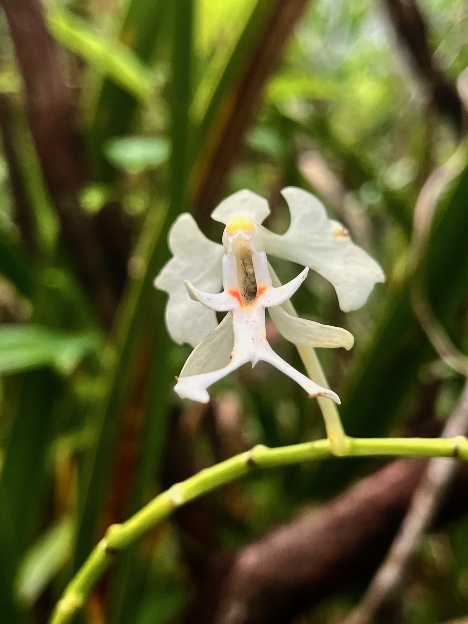 63. Fleur - Cryptopus elatus - Liane camaron -  Orchidacée - I.jpeg