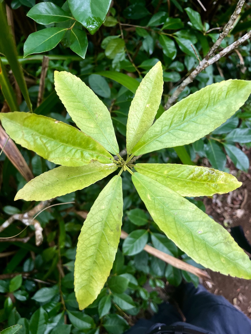64. Claoxylon parviflorum - Petit Bois d'oiseau- Euphorbiacée - B.jpeg