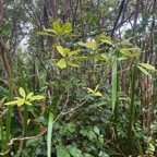 65. Claoxylon parviflorum - Petit Bois d'oiseau- Euphorbiacée - B.jpeg