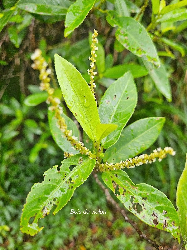 Acalypha integrifolia Bois de violon Euphorbiaceae Indigène La Réunion 22.jpeg