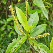 Acalypha integrifolia Bois de violon Euphorbiaceae Indigène La Réunion 22.jpeg