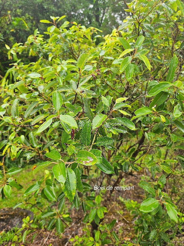 Agarista salicifolia Bois de rempart Ericaceae Indigène La Réunion 47.jpeg