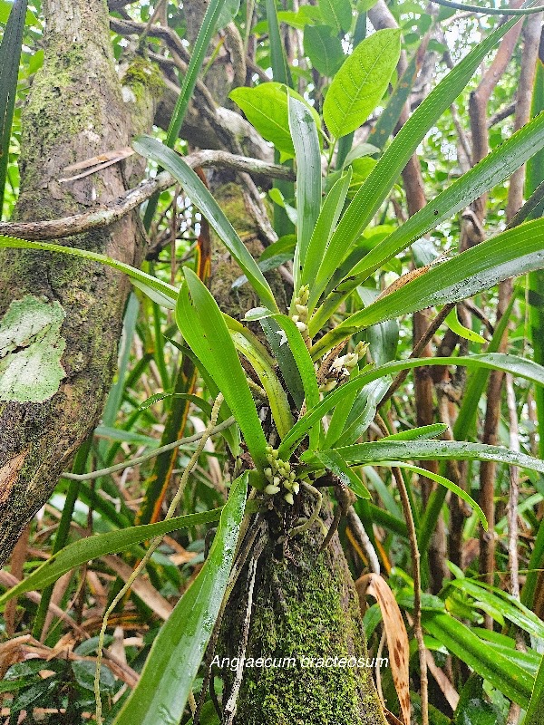 Angraecum bracteosum Orchidaceae Endémique La Réunion 37.jpeg