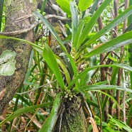 Angraecum bracteosum Orchidaceae Endémique La Réunion 37.jpeg