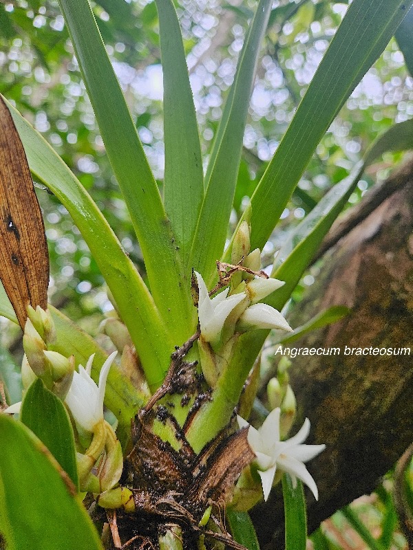 Angraecum bracteosum Orchidaceae Endémique La Réunion 56.jpeg