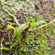 Angraecum multiflorum Orchidaceae Indigène La Réunion 26.jpeg
