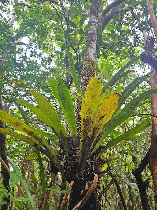 Anthrophyopsis boryana Langue de boeuf Pteridaceae Indigène La Réunion 12.jpeg