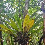 Anthrophyopsis boryana Langue de boeuf Pteridaceae Indigène La Réunion 12.jpeg