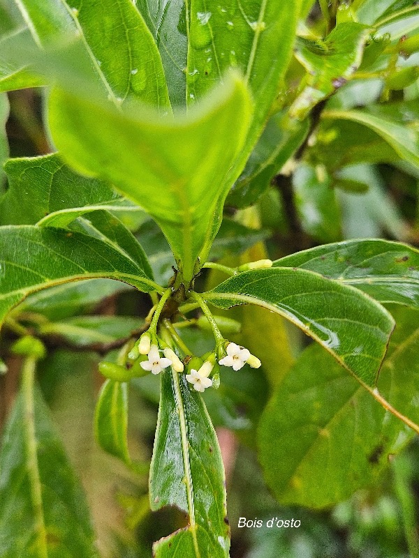 Antirhea borbonica Bois d'osto Rubiaceae Indigène La Réunion 26.jpeg