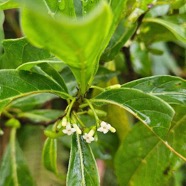 Antirhea borbonica Bois d'osto Rubiaceae Indigène La Réunion 26.jpeg