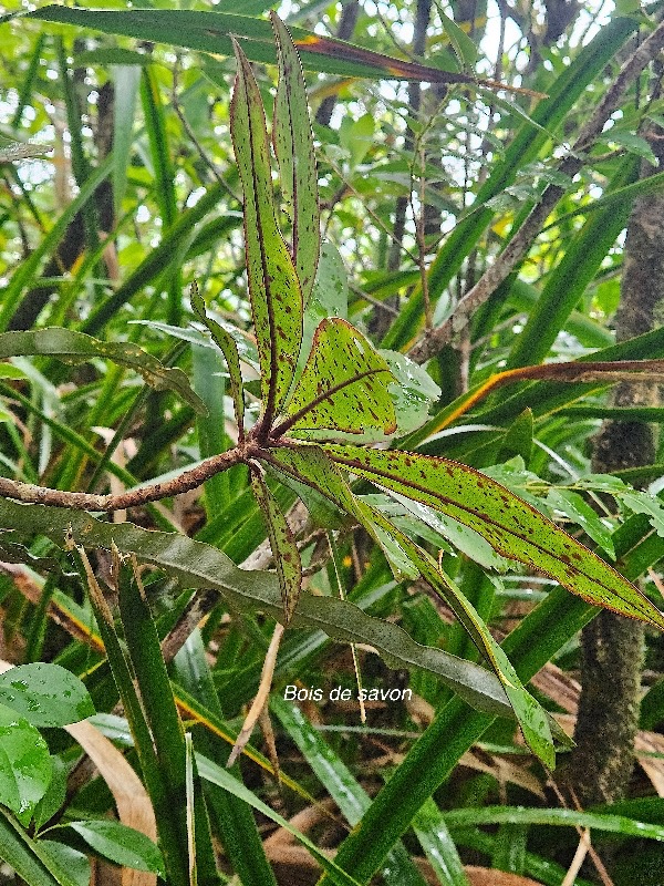 Badula barthesia Bois de savon Primu laceae Endémique La Réunion 27.jpeg
