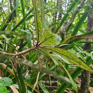 Badula barthesia Bois de savon Primu laceae Endémique La Réunion 27.jpeg
