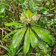 Badula borbonica Bois de savon Primulaceae Endémique La Réunion 04.jpeg