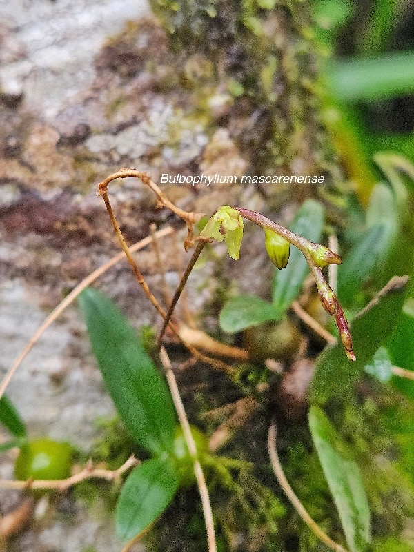 Bulbophyllum mascarenense Orchidaceae Indigène La Réunion 39.jpeg