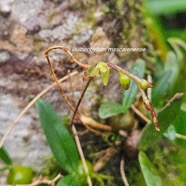 Bulbophyllum mascarenense Orchidaceae Indigène La Réunion 39.jpeg