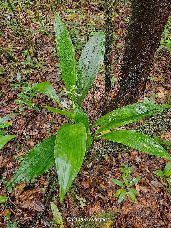 Calanthe sylvatica Orchidaceae  Indigène La Réunion 504.jpeg