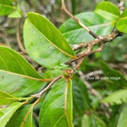 Casearia coriaceae Bois de cabri rouge Salicaceae Endémique La Réunion, Maurice 43.jpeg