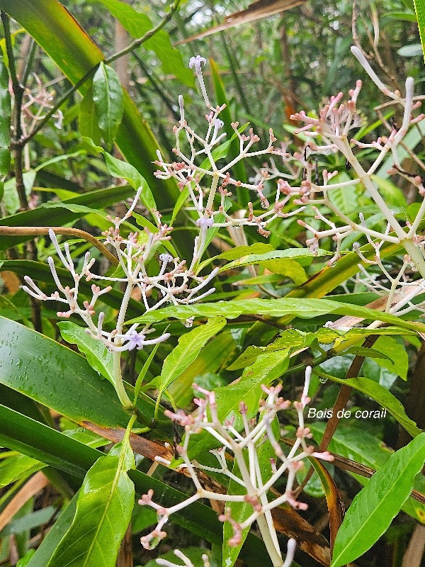 Chassalia corallioides Bois de corail Rubiaceae Endémique La Réunion 19.jpeg