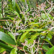 Chassalia corallioides Bois de corail Rubiaceae Endémique La Réunion 19.jpeg