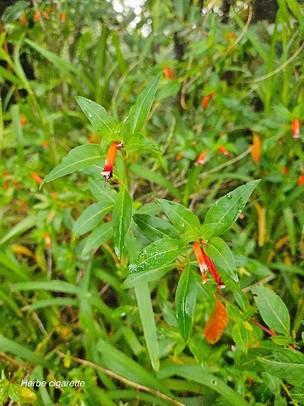 Cuphea ignea Herbe cigarette Lythraceae E E 7.jpeg
