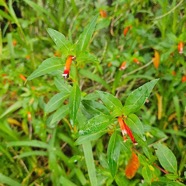 Cuphea ignea Herbe cigarette Lythraceae E E 7.jpeg