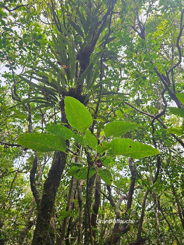 Ficus densifolia Grand affouche Moraceae Endémique La Réunion, Maurice 815.jpeg
