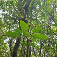 Ficus densifolia Grand affouche Moraceae Endémique La Réunion, Maurice 815.jpeg
