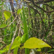 Ficus lateriflora Figuier blanc Moraceae  Endémique La Réunion, Maurice 34.jpeg