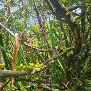 Ficus lateriflora Figuier blanc Moraceae Endémique La Réunion, Maurice 18.jpeg
