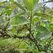 Geniostoma borbonicum Bois de piment Logani aceae Endémique La Réunion, Maurice 2.jpeg
