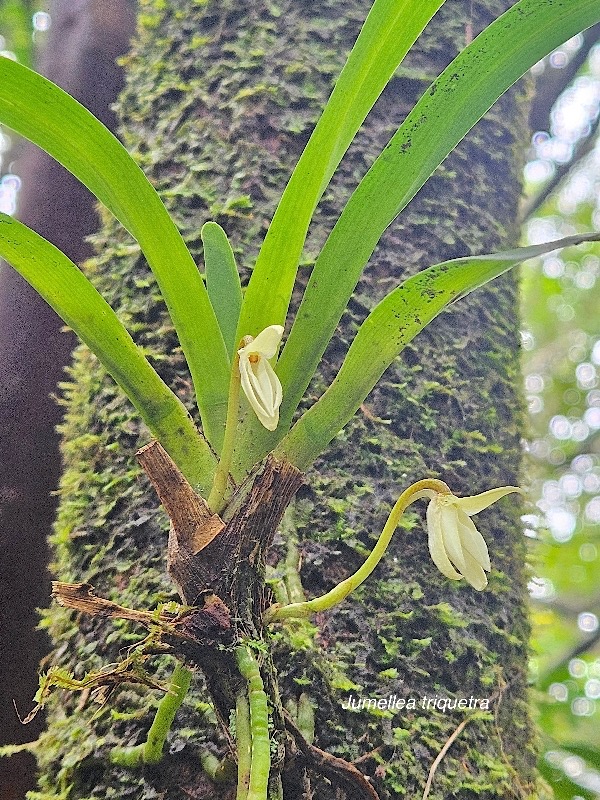 Jumellea triquetra Orchidaceae  Endémique La Réunion 315.jpeg