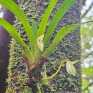 Jumellea triquetra Orchidaceae  Endémique La Réunion 315.jpeg