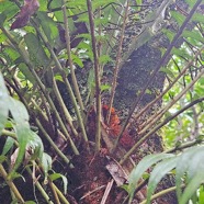 Lomaridium attenuatum Blechnace ae Indigène La Réunion 14.jpeg