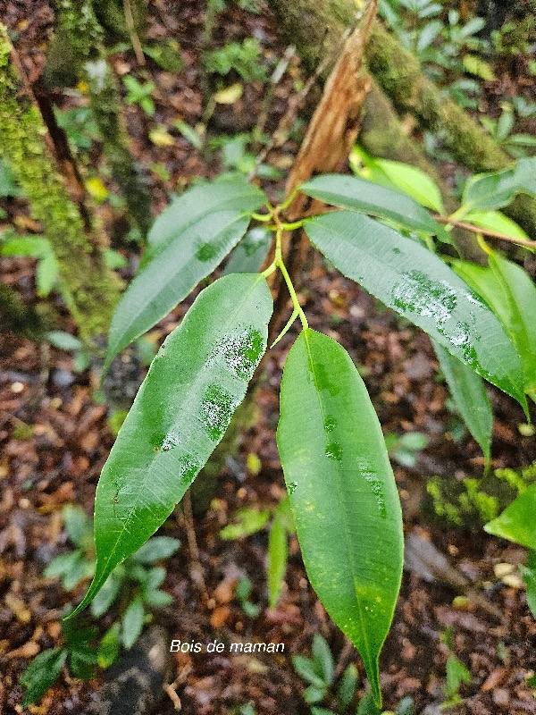 Maillardia borbonica bois de maman Mo raceae Endémique La Réunion 004.jpeg