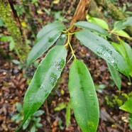 Maillardia borbonica bois de maman Mo raceae Endémique La Réunion 004.jpeg