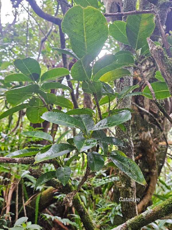 Melicope borbonica Catafaye Rutac eae Endémique La Réunion 53.jpeg