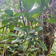 Melicope borbonica Catafaye Rutac eae Endémique La Réunion 53.jpeg