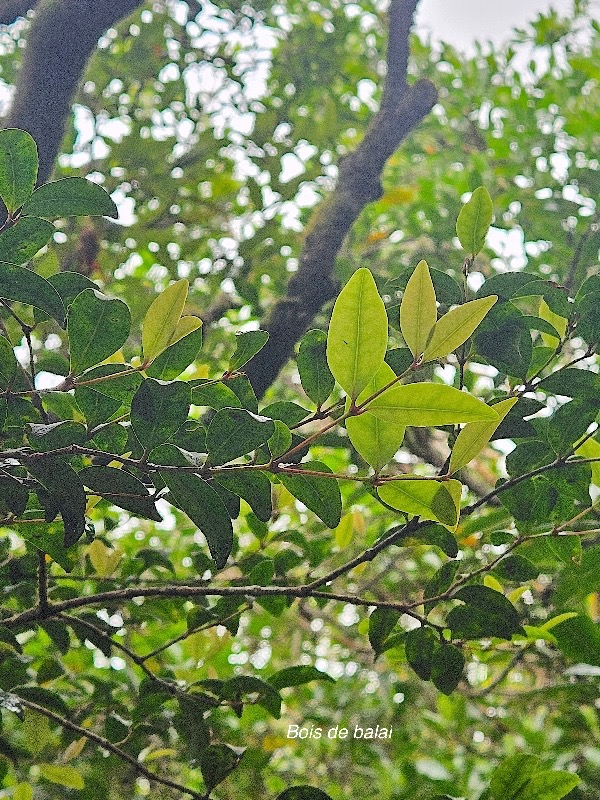 Memecylon confusum bois de balai Melast omataceae Endémique La Réunion 36.jpeg