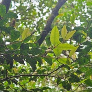 Memecylon confusum bois de balai Melast omataceae Endémique La Réunion 36.jpeg
