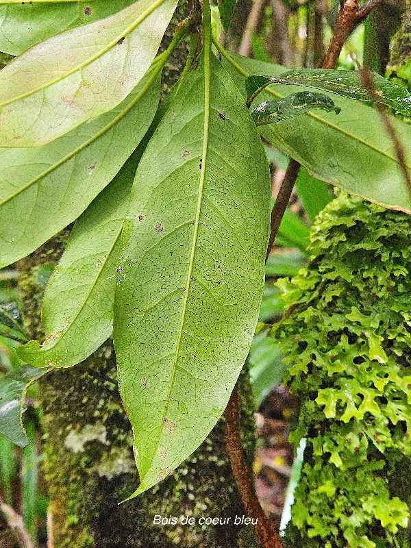 Noronhia broomeana Bois de coeur bleu Oleac eae Endémique La Réunion, Maurice 15.jpeg
