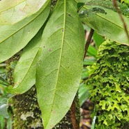 Noronhia broomeana Bois de coeur bleu Oleac eae Endémique La Réunion, Maurice 15.jpeg