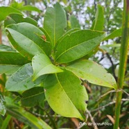 Noronhia broomeana Bois de coeur bleu Oleac eae Endémique La Réunion, Maurice 24.jpeg