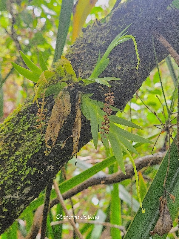 Oberonia disticha Orchidaceae  Indigène La Réunion 59.jpeg