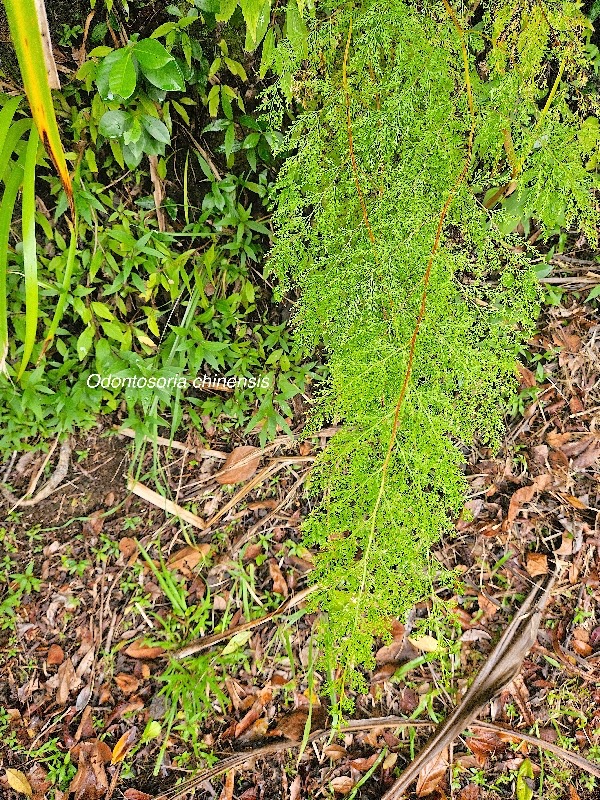 Odontosoria chinensis Lindsaeac eae Indigène La Réunion 4.jpeg