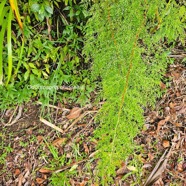 Odontosoria chinensis Lindsaeac eae Indigène La Réunion 4.jpeg