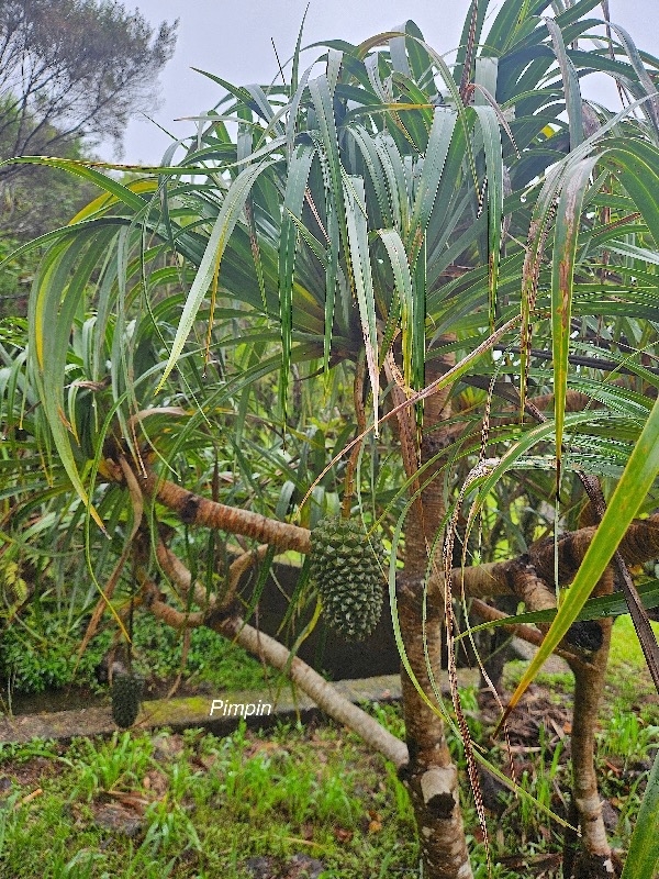 Pandanus montanus Pimpin Pandanac eae Endémique La Réunion 3.jpeg