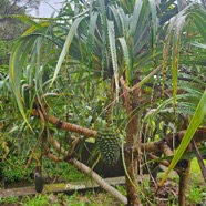 Pandanus montanus Pimpin Pandanac eae Endémique La Réunion 3.jpeg